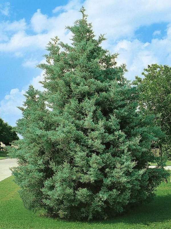Christmas Trees and Lights Decorations
