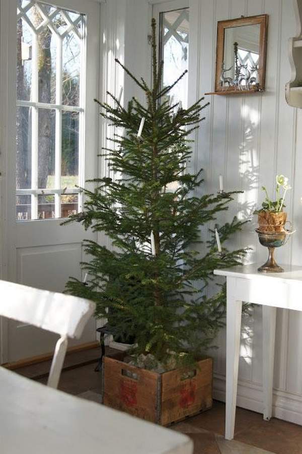 Christmas Trees and Lights Decorations